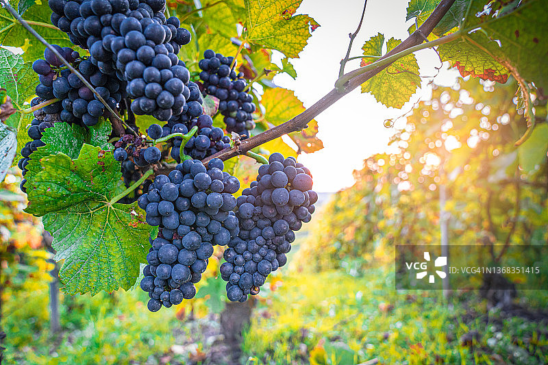 法国日落时分的葡萄园图片素材