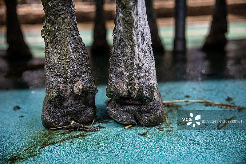 奶牛的蹄子图片素材