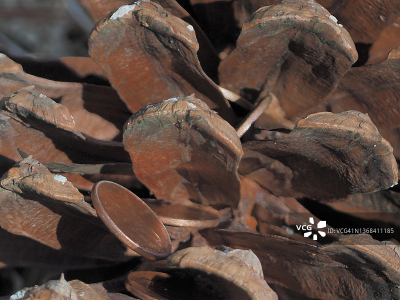 有机货币图片素材