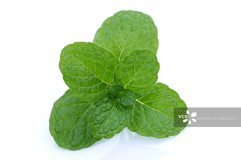 薄荷叶特写图片素材