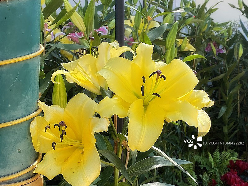 彩色百合花特写背景图片素材