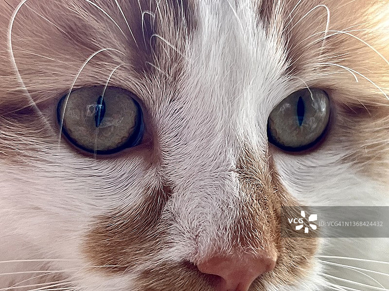 橙色的猫图片素材