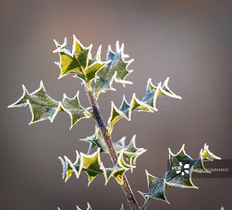 冬日清晨冰冻冬青图片素材