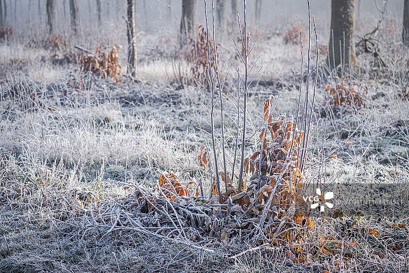 冬日清晨的冰冻自然景色图片素材
