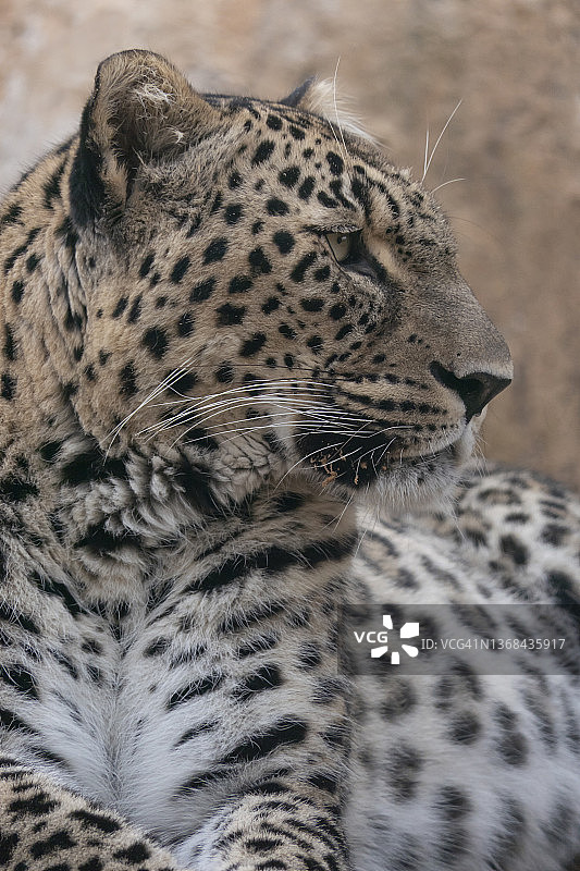 波斯豹特写图片素材