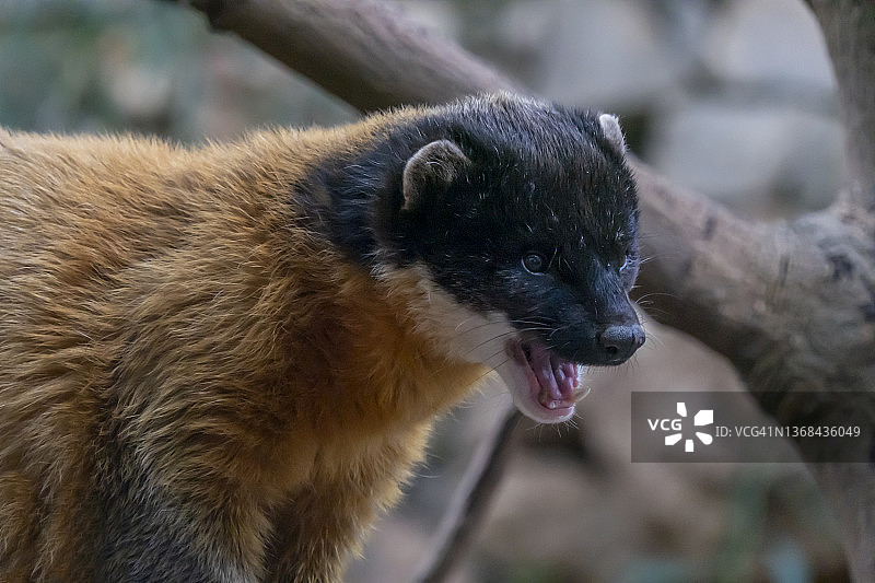 黄喉貂图片素材