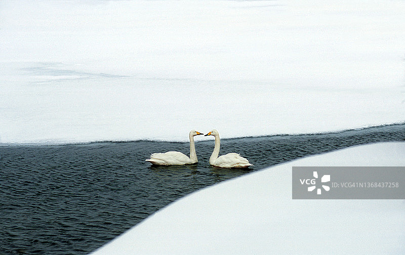 雪地池塘里的两只大天鹅图片素材
