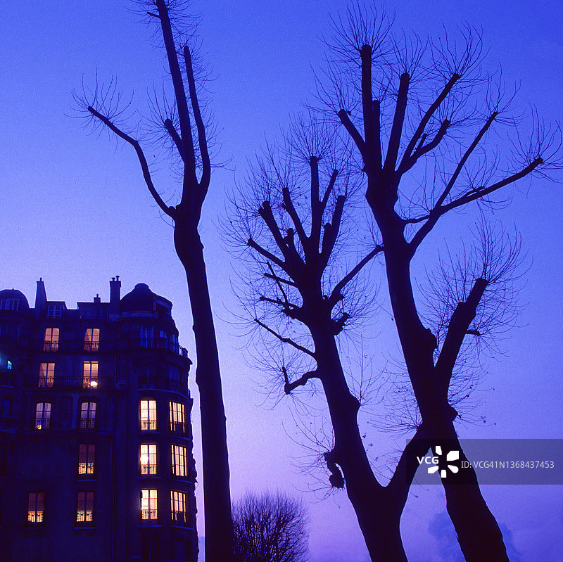 树木和天空的夜景图片素材