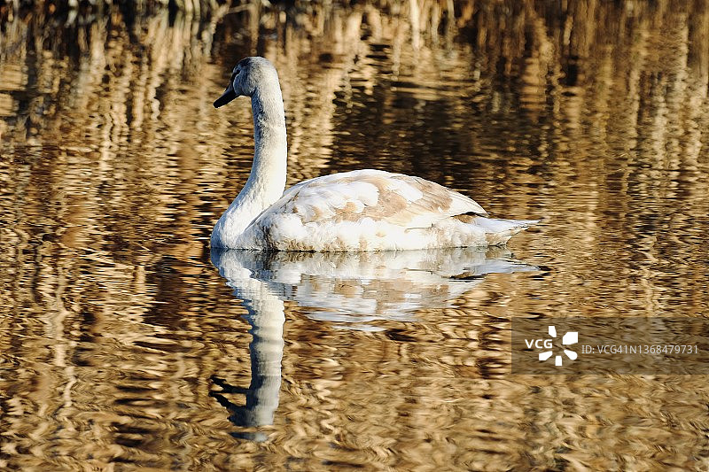 在金色倒影的池塘中游泳的天鹅图片素材
