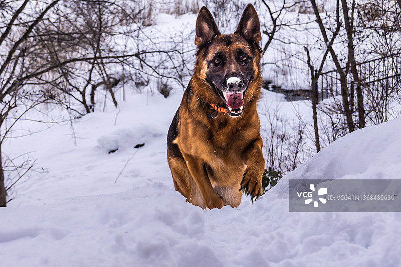 冬日里的狗图片素材