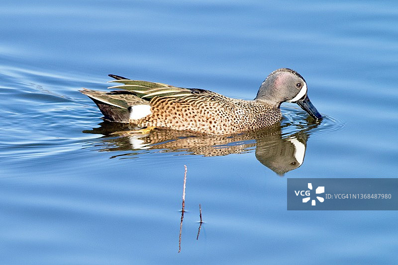 雄性蓝翅鸭用喙掠过水面图片素材