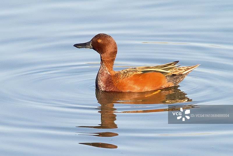 雄性肉桂色鸭游泳特写图片素材