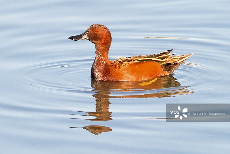 雄性肉桂色鸭游泳特写图片素材