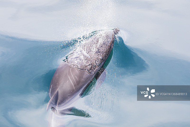 海豚用呼吸孔呼吸图片素材