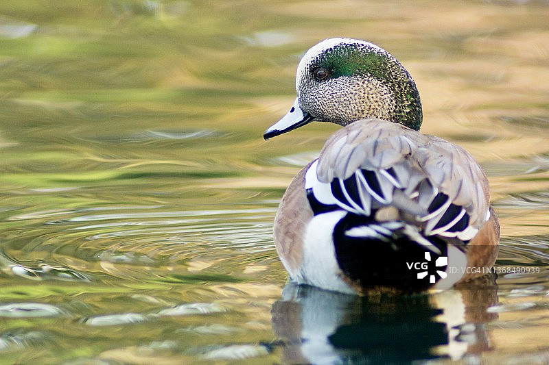 美洲凫雄鸟的后视图特写图片素材