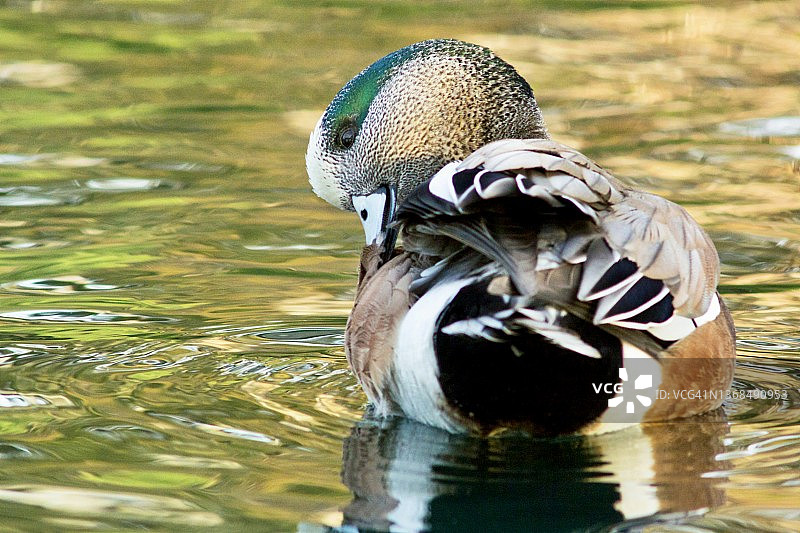 美洲凫雄鸟梳理羽毛的特写图片素材