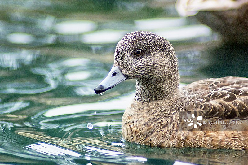 美洲凫母鸡特写图片素材