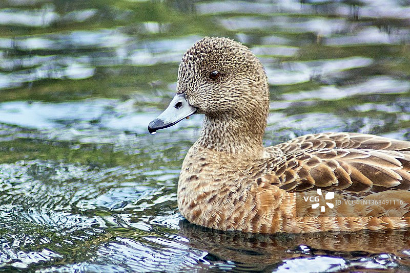 美洲凫母鸡特写图片素材