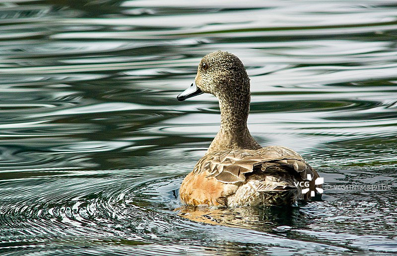 美洲凫母鸡游泳的后视图图片素材