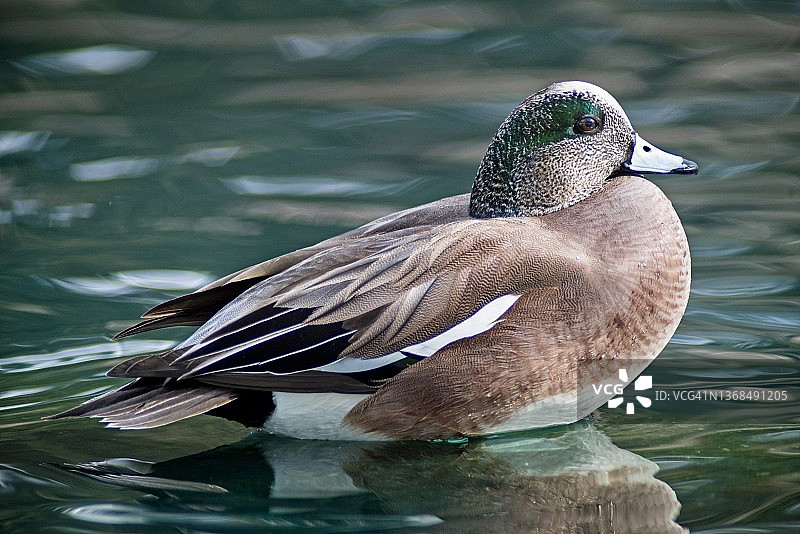浅水中站立的绿头鸭特写图片素材
