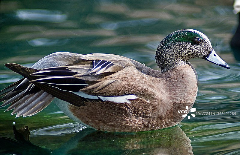 单腿站立并张开翅膀的美国鸭特写图片素材