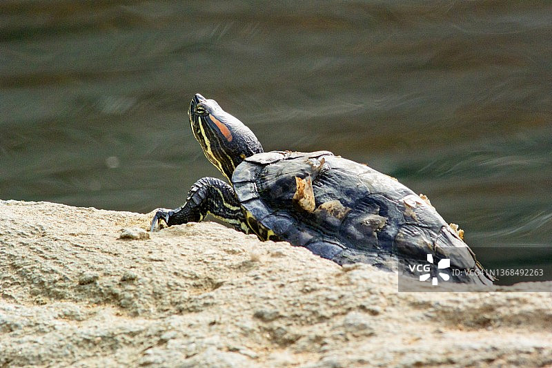 红耳龟特写，龟壳剥落图片素材