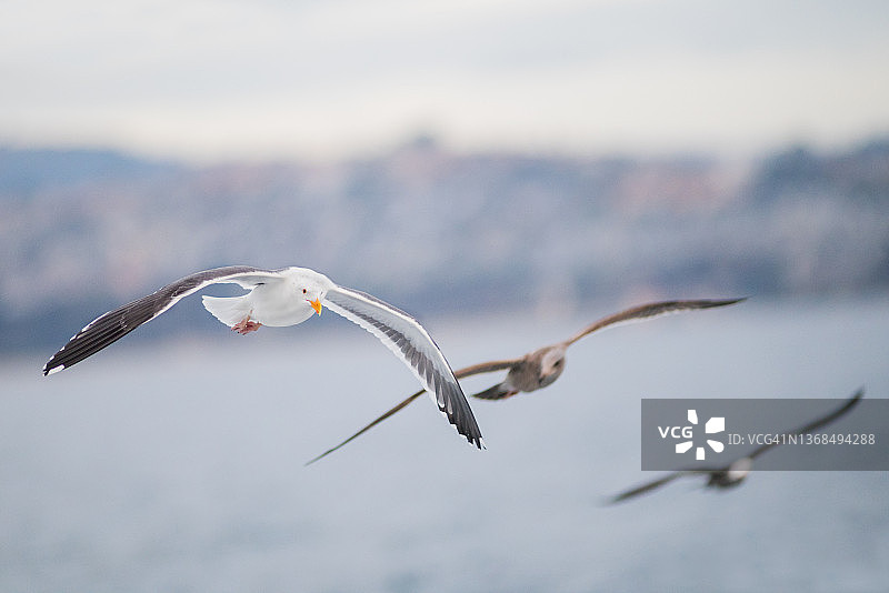 三只海鸥飞过太平洋，背景是加利福尼亚海岸线图片素材