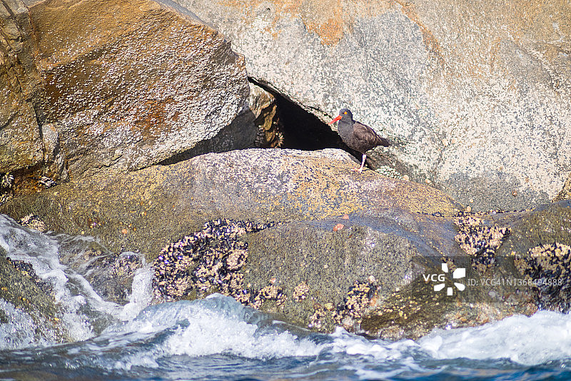 站在水边岩石上的黑色蛎鹬图片素材