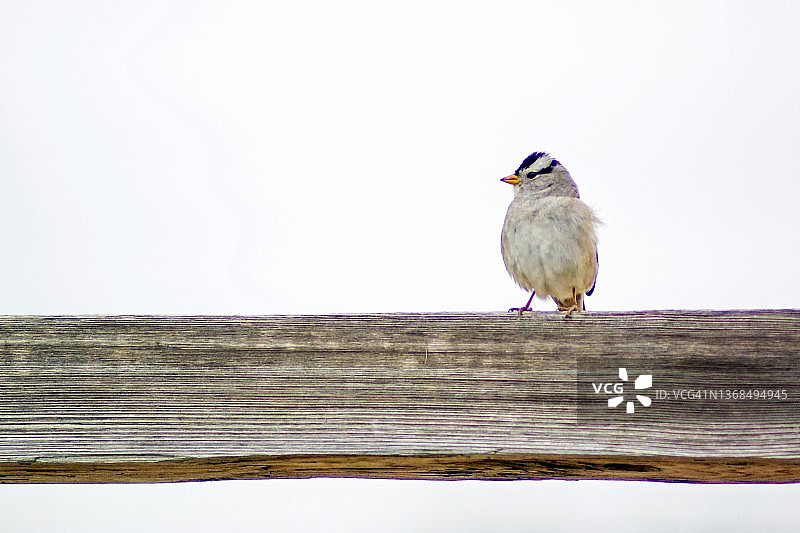 栖息在木栅栏上的白冠麻雀成年鸟的特写图片素材