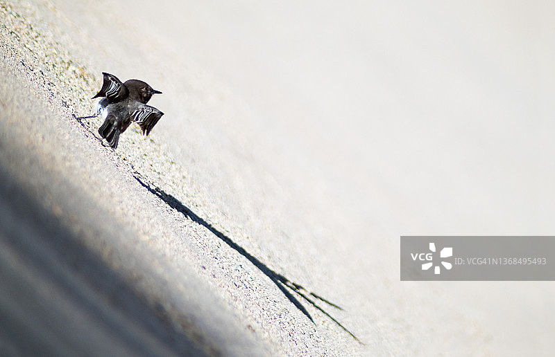 黑色的菲比鸟在混凝土上投下长长的郁金香阴影图片素材