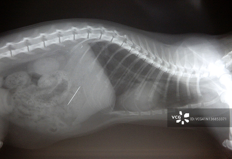 狗胃中针的X光片图片素材