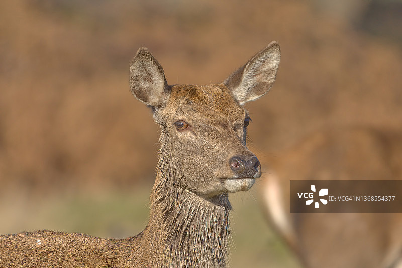 印度斯坦图片素材