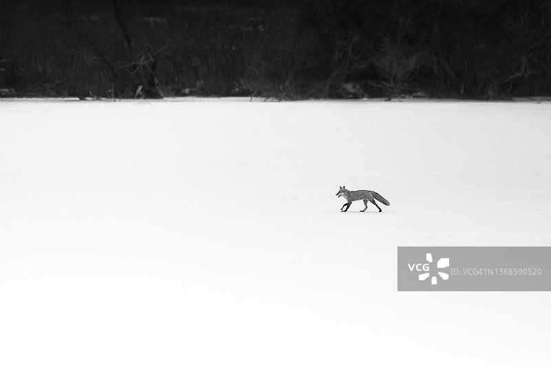 宾夕法尼亚州中溪雪地行走的狐狸黑白风景图片素材