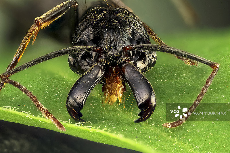 齿颚蚁属图片素材