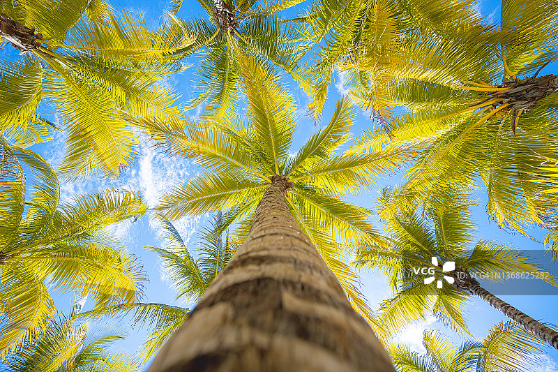 热带棕榈树低角度景观图片素材