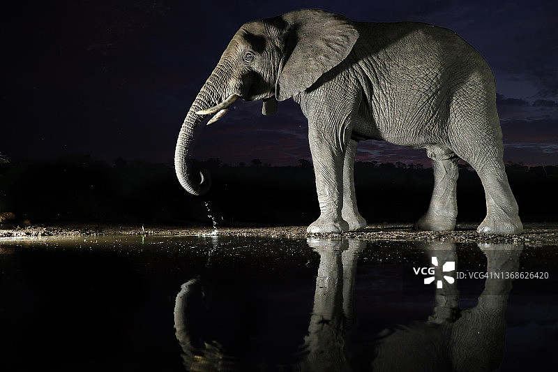 在水坑旁的大象图片素材