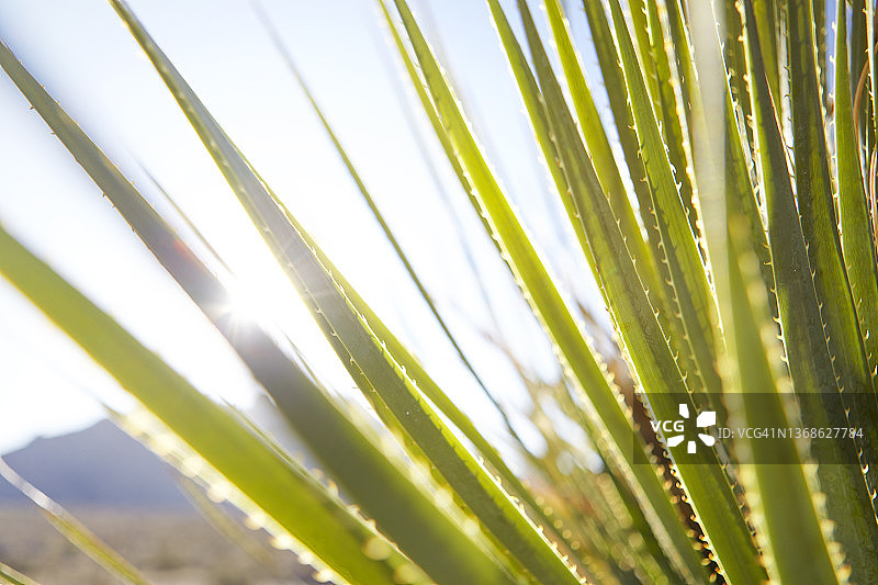 阳光明媚的野生芦荟植物细节图片素材