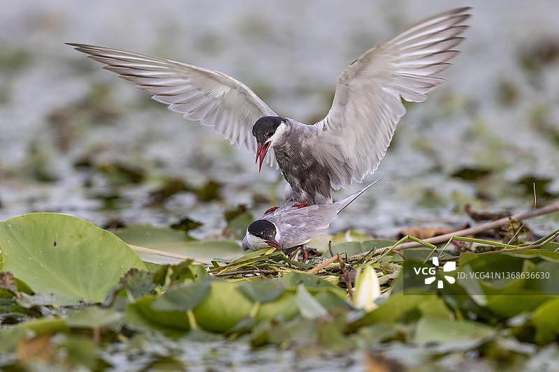 两只须浮鸥在巢中交配，蒂萨河，匈牙利图片素材