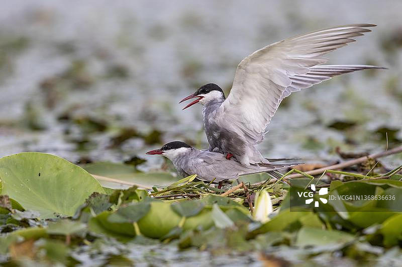 两只须浮鸥在巢中交配，蒂萨河，匈牙利图片素材