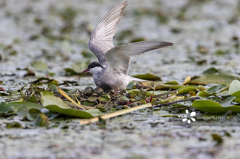 匈牙利蒂萨河上，巢中带着2个蛋的须浮鸥图片素材