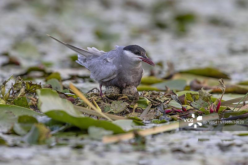匈牙利蒂萨河上，巢中带着2个蛋的须浮鸥图片素材