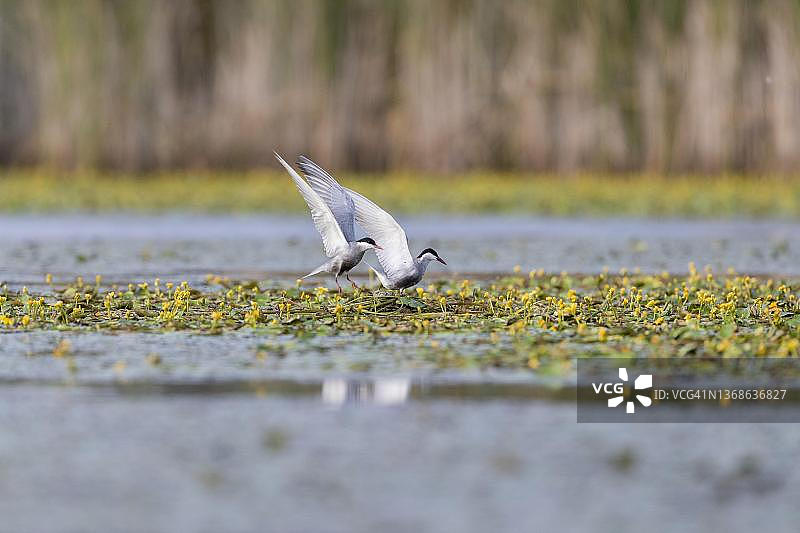 匈牙利蒂萨河鸟巢中的两只须浮鸥图片素材