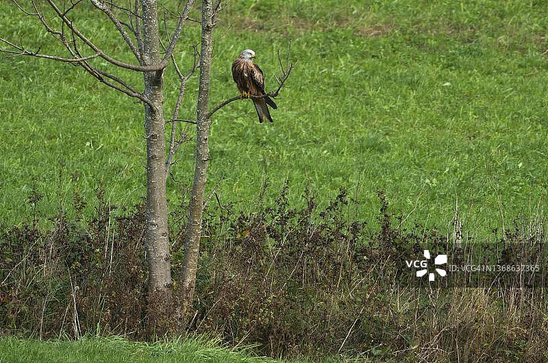 栖息在树枝上的红鸢，汝拉，巴塞尔乡村半州，瑞士图片素材