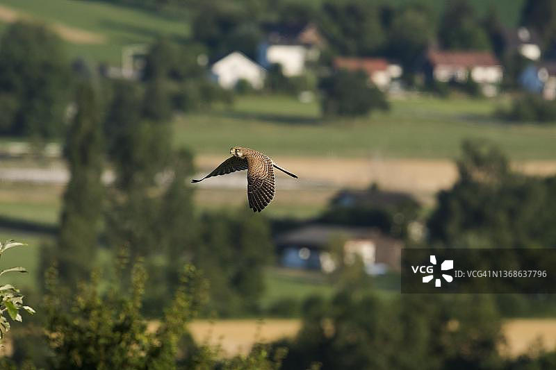 常见的红隼在法国上莱茵省阿尔萨斯的一个居民点附近飞行图片素材
