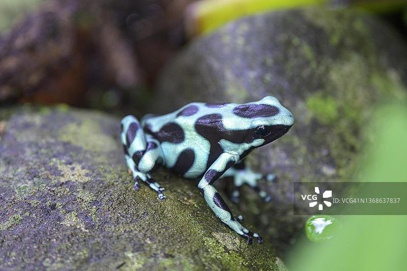 绿黑箭毒蛙，哥斯达黎加，卡维塔，利蒙港图片素材