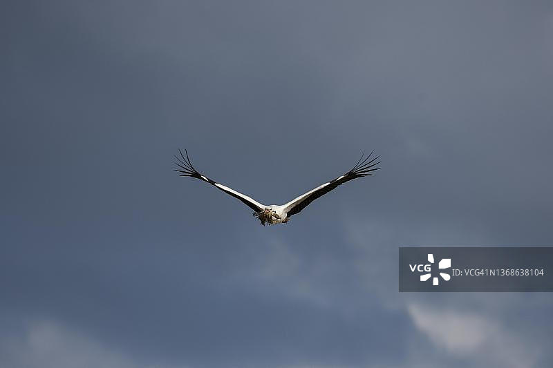 白鹳携带筑巢材料接近，多云天空，法国阿尔萨斯上莱茵省图片素材