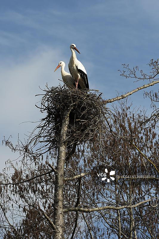 法国阿尔萨斯上莱茵省，树巢上的一对白鹳图片素材