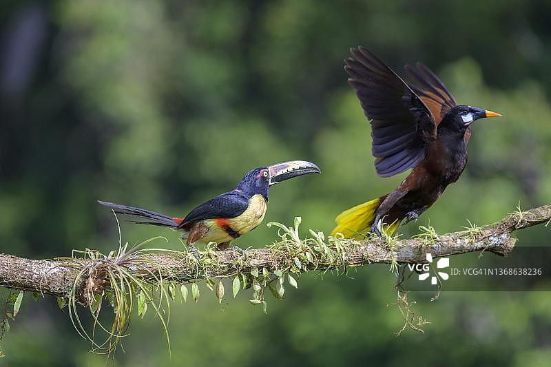 蒙特祖玛拟鹂和领噪鵙，哥斯达黎加阿拉胡埃拉省图片素材