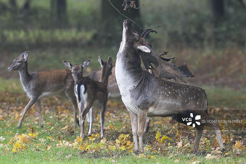 德国下萨克森的欧洲马鹿图片素材