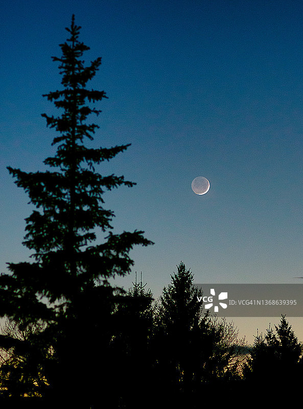 月牙和松树图片素材
